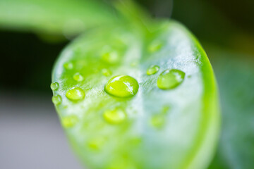 rain water drop on green leaf closeup natural background