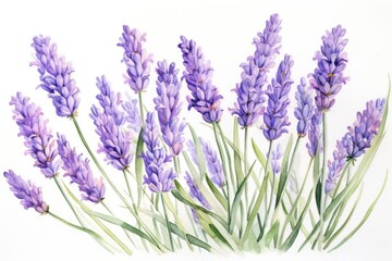 Wall Mural - Lavender blossom flower plant.