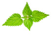 © Krzysztof Bubel - nettle on a transparent isolated background.