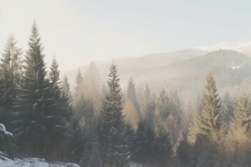 Wall Mural - Pine forest landscape outdoors woodland nature.