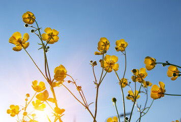 Wall Mural - yellow wildflowers against a background
