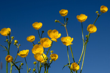 Wall Mural - yellow wildflowers against a background