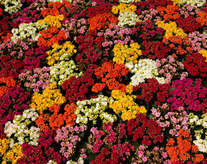 Floral background of colorful flowers