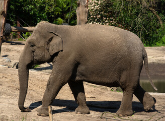 Elephant walks in the zoo