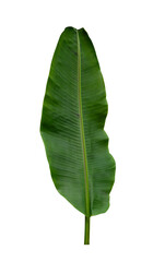 Sticker - Tropical leaf isolated on white