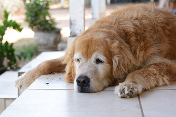 Elderly golden retriever dog lying down.