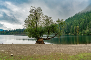 Rattlesnake Lake Tree 2