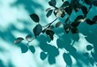 © Eva - Turquoise Wall With Leaf Shadows Minimalist Aesthetic