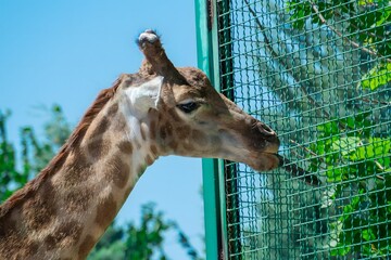 giraffe's neck and muzzle in the zoo close-up
