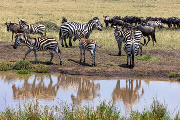 Wall Mural - Group of plains zebra, Equus Quagga, on the banks of a water hole in the Masai Mara, Kenya. Animal and sky reflection. Wildebeest can be seen grazing in the background. Annual great migration.