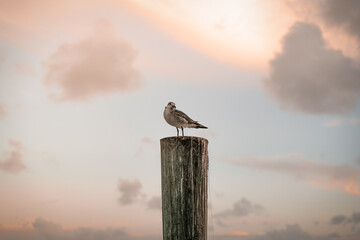 seagull sitting on the pier