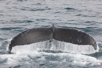 Russia Commander Islands Whale Watching