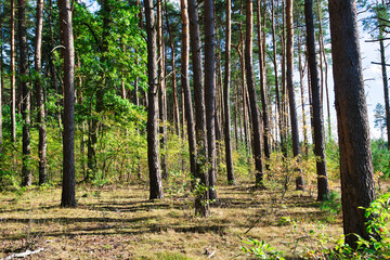 tall trees of a pine forest lit by the setting autumn sun