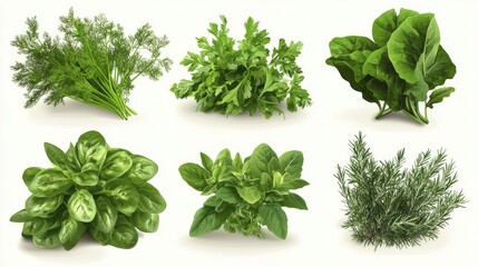 Wall Mural - A collection of six fresh herbs, including dill, parsley, spinach, mint, oregano, and rosemary, isolated on a white background.