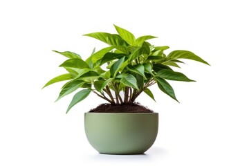 Poster - Plant leaf white background potted plant.