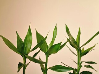 Green decorative bamboo branches with leaves close-up on beige background