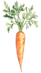 Poster - Freshly drawn carrot with green leaves, showcasing vibrant orange color and detailed foliage depicting nature's bounty