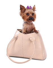 Poster - Cute Yorkshire Terrier dog in bag isolated on white