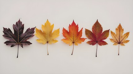 Autumn Leaves Colors Change Cycle Maple Leaf Fall Season