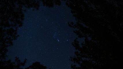 Wall Mural - Time lapse of the constellation of Orion above the trees