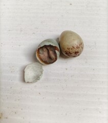 photo of a canary egg, hatching process, on a white background,