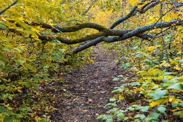 Wall Mural - A tree branch is hanging over a path in a forest