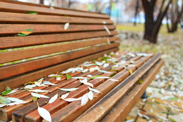 Wall Mural - a bench on an autumn day has fallen leaves on it