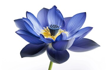 Wall Mural - Blue lotus blossom flower petal.