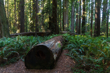 Redwood National and State Park, California