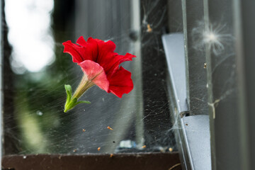 Detached from plant petunia flower hold in web with bluered background