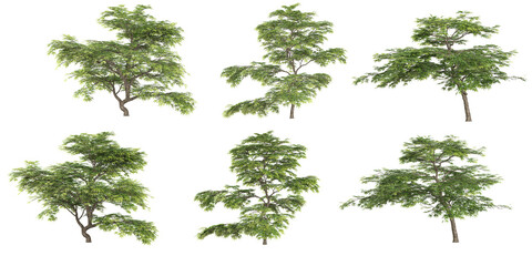 Wall Mural - set of japanese maple tree on transparent background