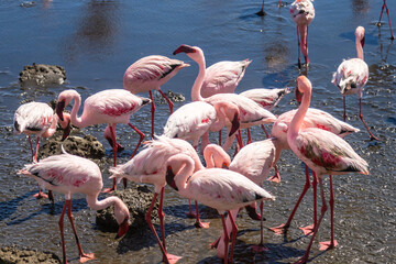 Exposure of a flamingo flock in the salt pans of Walvis Bay, Namibia, Africa