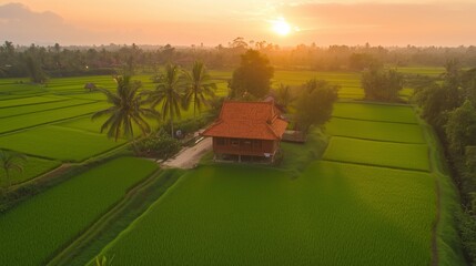Wall Mural - serene sunset over lush green rice fields with traditional house in bali, capturing nature's tranqui