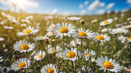 Canvas Print - Blurred background image of Flowering chamomile, Blooming chamomile field, Chamomile flowers on a meadow in summer