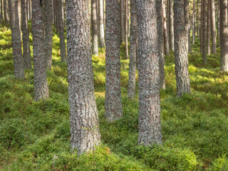 Wall Mural - Glenmore Forest Park is a remnant of the Caledonian Forest near Aviemore