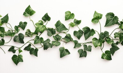 A long green vine with leaves is shown on a white background