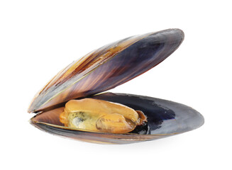 Poster - One raw mussel isolated on white. Sea food