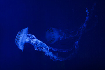 Jellifish South american sea nettle, Chrysaora plocamia swimming in aquarium tank with blue neon illumination. Aquatic organism, animal, undersea life, biodiversity