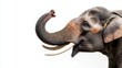 © Space Priest - A large elephant with a long trunk and tusks is smiling