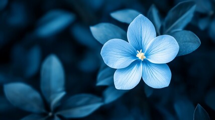 Wall Mural - A blue flower with a yellow center is surrounded by green leaves