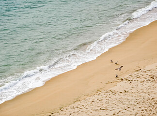 Seagulls flying over the sea