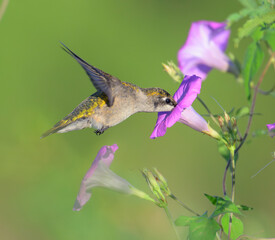 Sticker - Ruby-throated hummingbird (Archilochus colubris) feeding from tievine morning glory flower (Ipomoea cordatotriloba) during migration, Texas, USA.