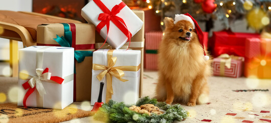 Wall Mural - Cute Pomeranian dog in Santa hat with Christmas gifts at home