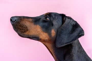 Poster - Cute and funny portrait of a female doberman dog in front of pink studio background