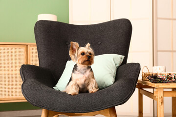 Wall Mural - Cute small Yorkshire terrier dog sitting on armchair in living room