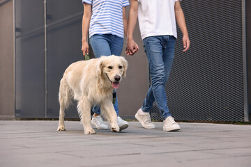 Wall Mural - Couple walking with cute Golden Retriever dog outdoors, closeup