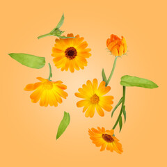 Poster - Calendula flowers and leaves in air on orange background