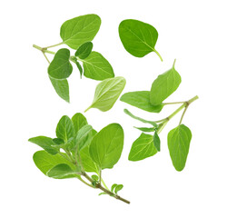 Poster - Fresh oregano twigs in air on white background