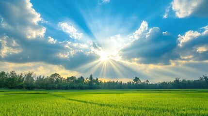 Poster - A vast green field of rice paddy stretching out towards a vibrant blue sky dotted with fluffy clouds, as the sun peeks through, creating a radiant burst of light rays.