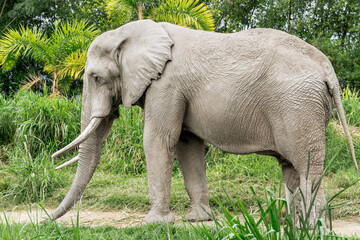 African elephant with big tusks in outdoor habitat. Colombian zoo with wild animals. Travels.